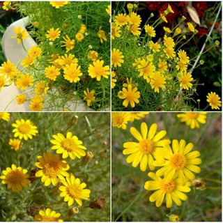 Hạt giống hoa cúc sao băng - Gói 50 Hạt