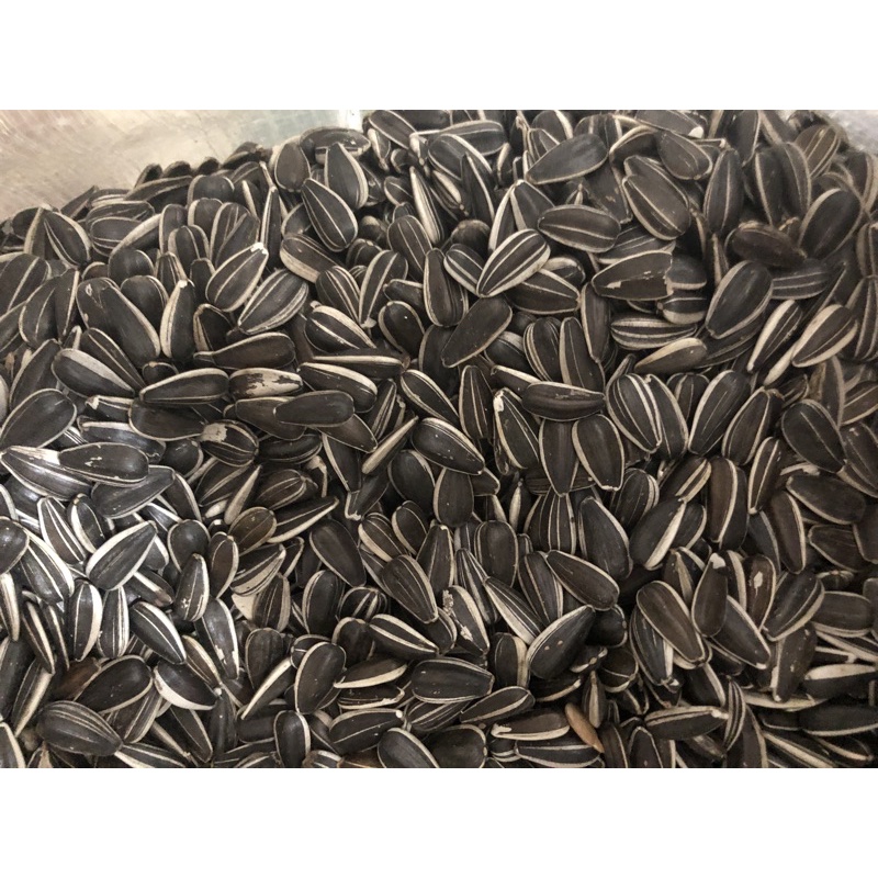 Hạt hướng dương 1kg ( loại trung, có sọc, hạt đẹp, sạch) cho vẹt, hamster, sóc, bọ
