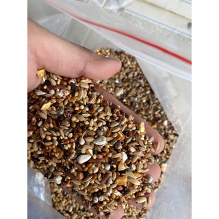 2kg hạt cỏ thái trộn 15 loại ngũ cốc chuyên dành cho chim cu hoàn toàn thiên nhiên 100% giúp chim cu ăn cụ sung
