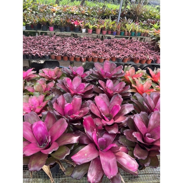 Dứa màu nam mỹ cây lớn