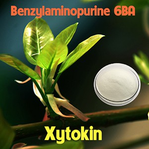 Cytokinin - 6BA 99%  Gói 50gr