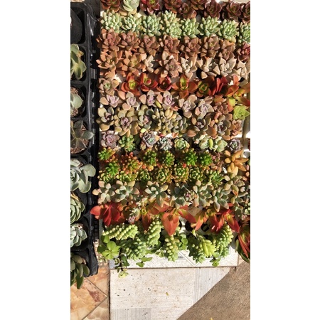 COMBO 10 SEN VỈ SIÊU ĐẸP