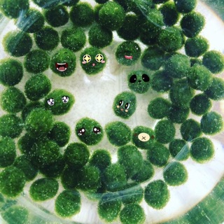 Combo 10 pé Marimo giá SỈ ( Freeship_tặng kèm hủ thủy tinh nhỏ)