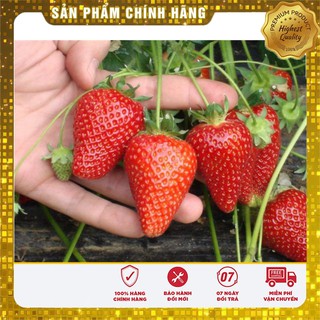 Bộ gói hạt giống Dâu tây đỏ