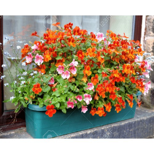 Hạt Giống Hoa Nemesia Mix 50 hạt