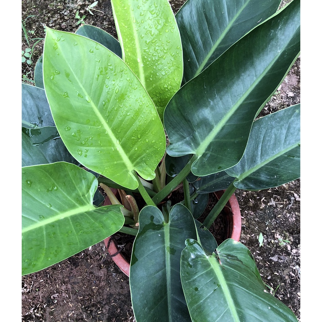 Trầu bà - cây trầu bà Đế Vương Xanh cao 50cm ba thân to khỏe lá mập mạp xanh mướt thanh lọc không khí