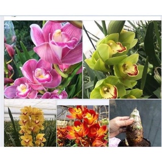 Địa lan Santo Sỉ 5k( set 5 củ )