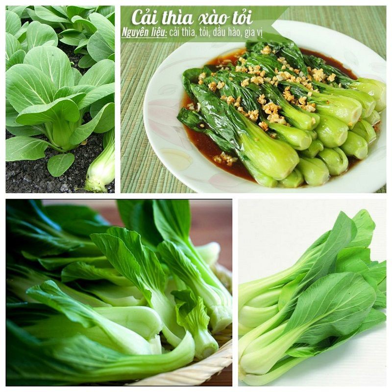 Hạt Giống Rau Cải Thìa/ Cải Chip - Giòn, Ngọt, Bổ Dưỡng - MUA 3 TẶNG 1 CÙNG LOẠI