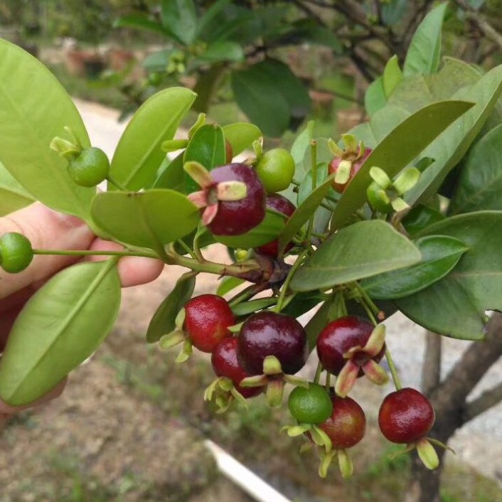 Hạt giống cherry (tặng phân)