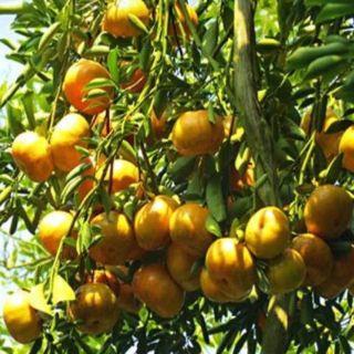 CÂY GIỐNG QUÝT THÁI KHÔNG HẠT
