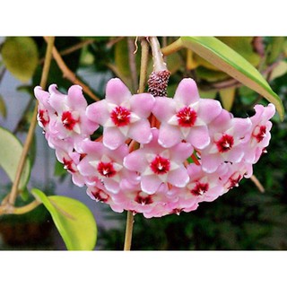 Lan Cẩm Cù lá Cẩm Thạch