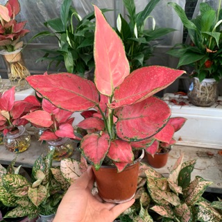 Cây vạn lộc hồng