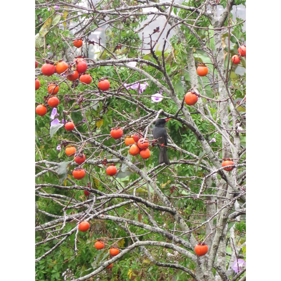 [Mã GROSALE2703 giảm 8% đơn 250K] Hồng sấy dẻo 500g, hồng sấy gió tinh hoa đặc sản Đà Lạt loại VIP hoàn toàn khác biệt | BigBuy360 - bigbuy360.vn