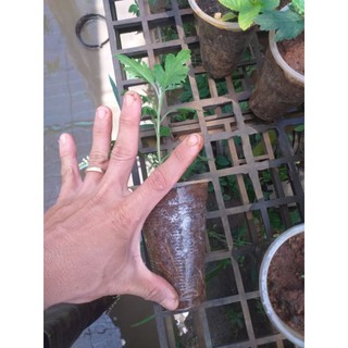 "Cúc Tiểu Thư, Cúc trồng lâu năm, dễ chăm dễ sống, ko sâu bệnh dành cho người mới chơi"