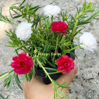 Chậu hoa mười giờ 2 màu ( trắng và đỏ )