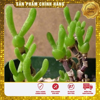 Hạt giống CÂY TAI THỎ ( 4 hạt )