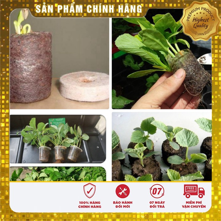 Hạt giống hoa hướng dương viên nén xơ dừa và hạt giống rau các loại