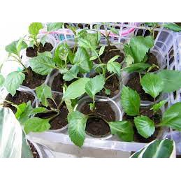 Gói 10 hạt giống thược dược lùn, tặng kích mầm