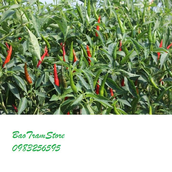 Bán sỉ Hạt giống ớt siêu cay gói 30 hạt xuất xứ Việt Nam hàng nhập khẩu, hàng chính hãng.