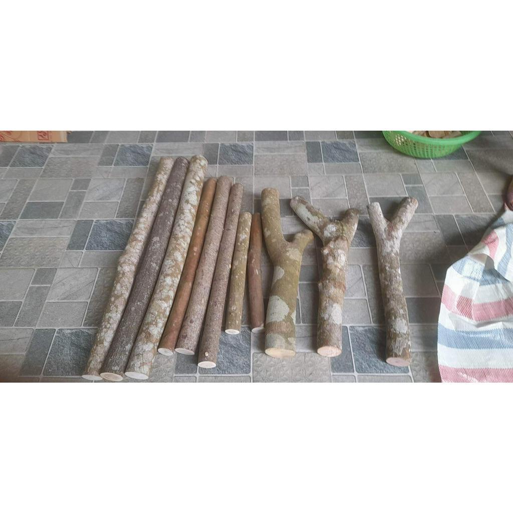 Cành củi khô có Nhánh dùng trang trí decor siêu đẹp, khúc gỗ si7e lớn