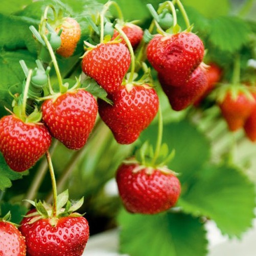 Hạt giống dâu tây đỏ Strawberry quả to, trĩu quả, vị ngọt thanh mát gói 100 hạt