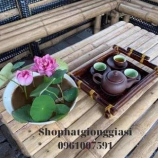 C HTT5 (Đã Cắt Đầu) Sen Mini Full Màu