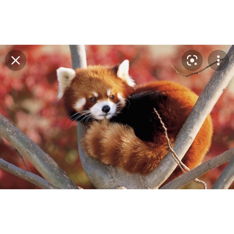 Gấu bông con gấu mèo Raccoon trúc đỏ chồn giống như thật