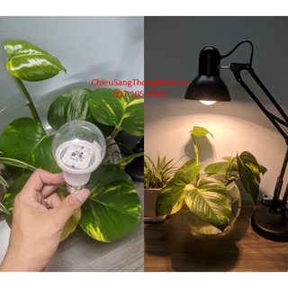 Đèn quang hợp, đèn trồng cây trong nhà 9W, đèn quang hợp cho cây xanh, trầu bà, lan chi, lộc phát, sen đá Rạng Đông