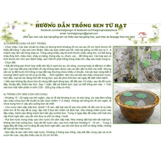 100 hạt sen Cung đình