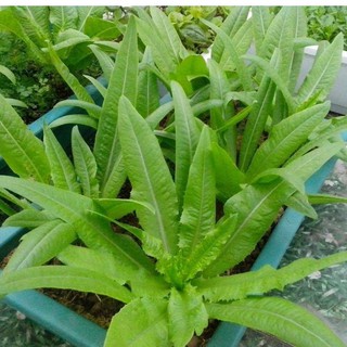 Hạt Giống Rau Diếp Thơm Đặc Biệt 5Gr - HGT