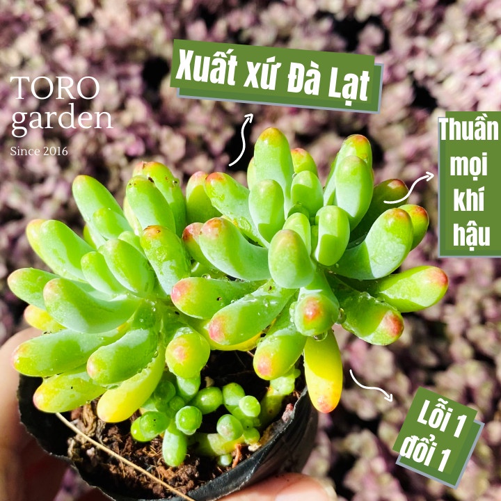 Sen đá thạch ngọc mĩ Đà Lạt size bé cây cảnh trang trí nhà cửa Toro garden