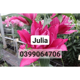 củ giống hoa ly cao kép nattacha size 19/21