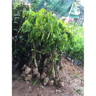 Cây Nhãn Lồng Hưng Yên