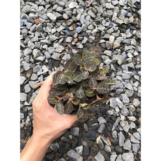Chậu mềm JEWEL ORCHID ( LAN KIM TUYẾN, LÁ KIM CƯƠNG )