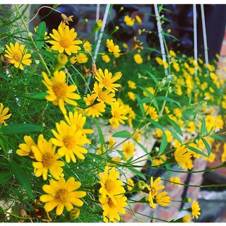 [Seeds] Hạt giống hoa cúc sao băng 0.03g