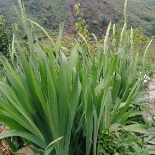 10 củ giống hoa lay ơn