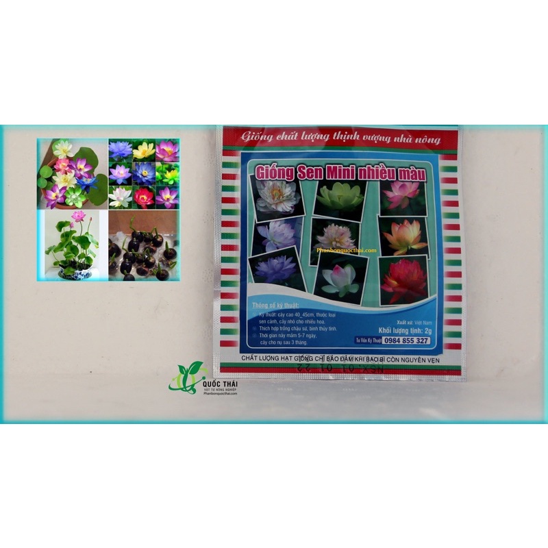 Hạt Giống Hoa Sen Mini Nhật Bản mix màu