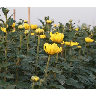 Sỉ 50 gói hạt giống hoa cúc vàng cắt bông