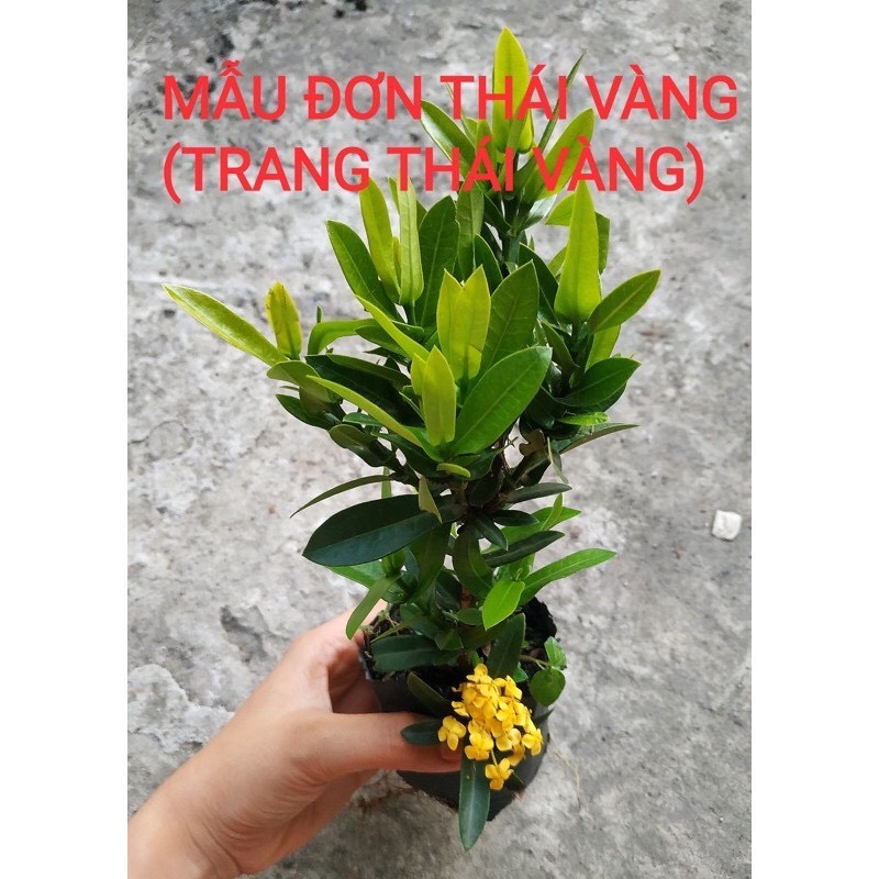 Combo 5 Cây Bông Trang Thái Vàng, Lá Nhỏ - Hoa Mẫu Đơn (ảnh Thật) Boiboi.Organic, Cây Trong Bầu Đất, Rễ Mạnh