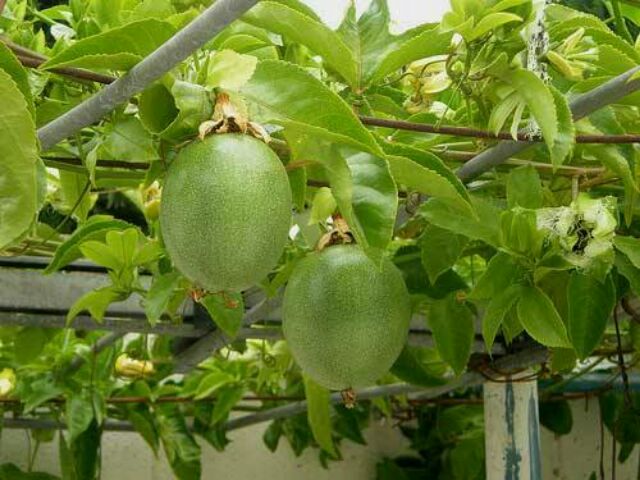 Cây chanh dây ngọt hoàng kim