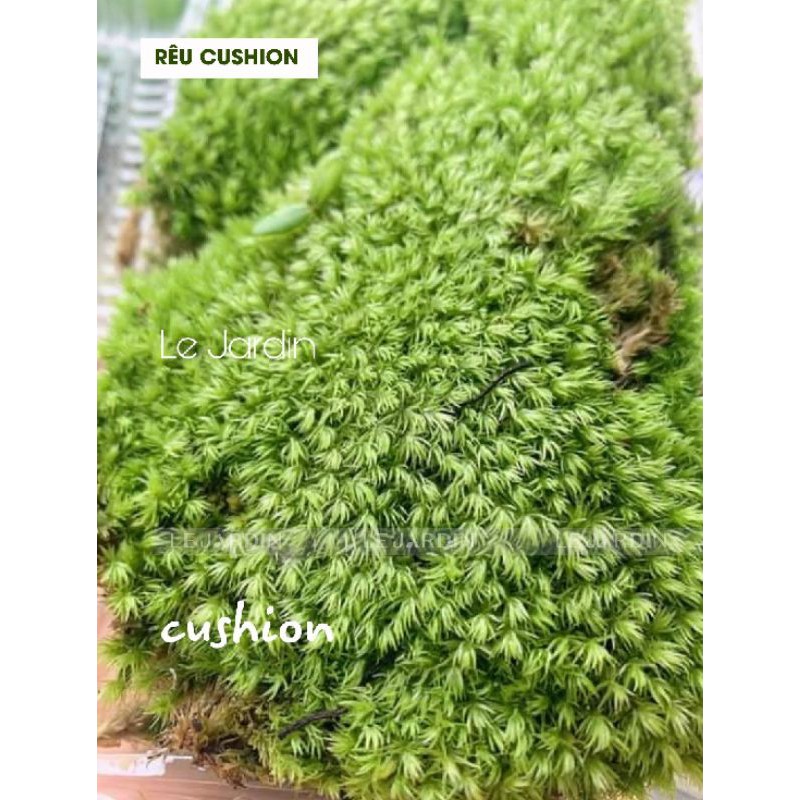 Rêu cushion, Rêu cỏ chịu cạn, rêu đầu xanh, rêu bán cạn, đắp non bộ, terrarium