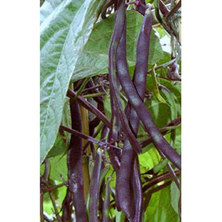 Hạt giống Đậu cove leo tím
