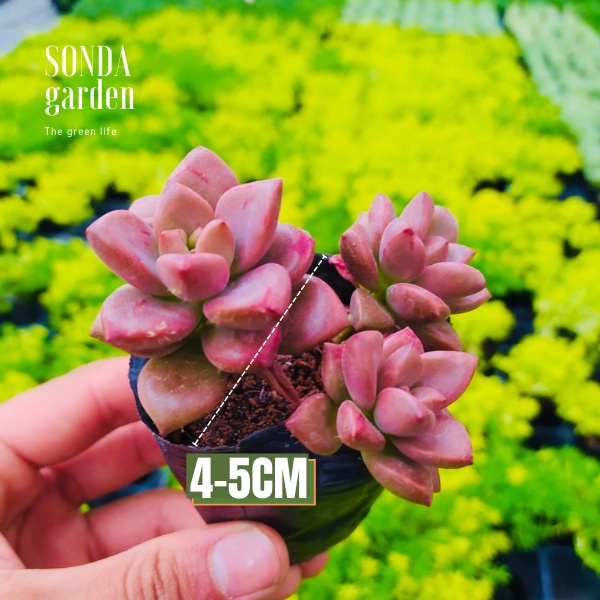 Sen đá đá nâu SONDA GARDEN size bé 5-8cm, xuất xứ Đà Lạt, khoẻ đẹp, lỗi 1 đổi 1