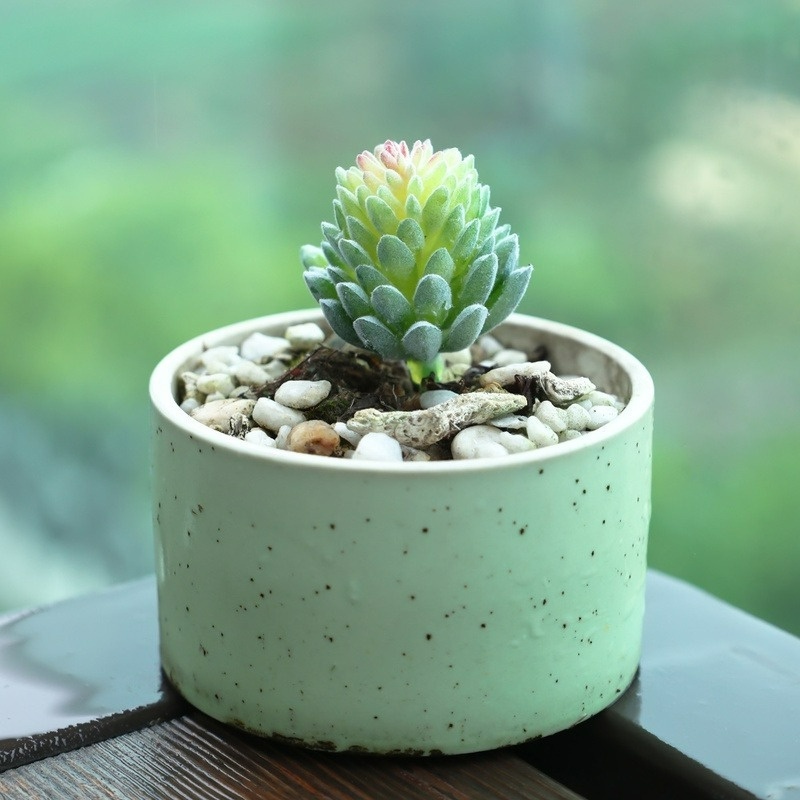 Chậu Cây Mọng Nước Nhân Tạo Mini 8 Kiểu Dáng Trang Trí Bàn Làm Việc Thủ Công Tại Nhà