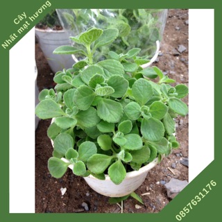 Một chậu cây nhất mạt hương- sen đá thơm xua đuổi muỗi