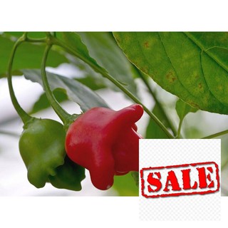 Hạt giống ớt hoa hồng 20 hạt SALE