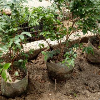 Cây Nho thân gỗ cao 1,2m