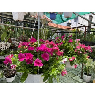 dừa cạn chậu treo