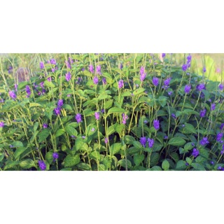 Cây đuôi chuột 1kg( tươi)
