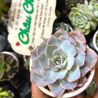 Sen đá Hồng Phấn